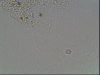 Hypsibius arcticus image