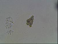 Hypsibius arcticus image