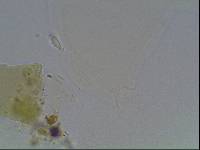 Hypsibius arcticus image