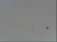 Hypsibius arcticus image