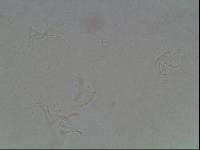 Hypsibius arcticus image