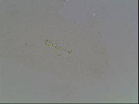 Hypsibius arcticus image