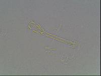 Hypsibius arcticus image