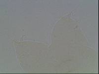 Hypsibius arcticus image
