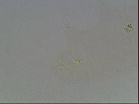 Hypsibius arcticus image