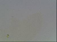 Hypsibius arcticus image
