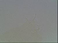 Hypsibius arcticus image