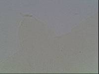 Hypsibius arcticus image