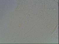 Hypsibius arcticus image
