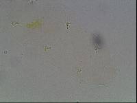 Hypsibius arcticus image