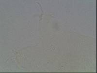 Hypsibius arcticus image