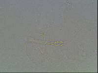 Hypsibius arcticus image