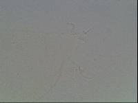 Hypsibius arcticus image