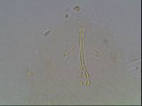 Hypsibius arcticus image
