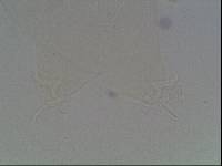 Hypsibius arcticus image