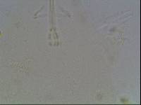 Hypsibius arcticus image
