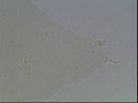 Hypsibius arcticus image