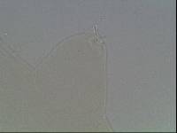 Hypsibius arcticus image