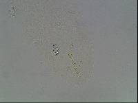 Hypsibius arcticus image