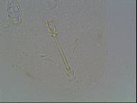 Hypsibius arcticus image