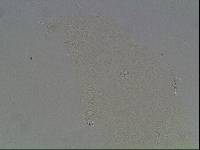 Hypsibius arcticus image