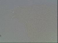 Hypsibius arcticus image