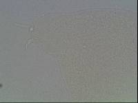 Hypsibius arcticus image