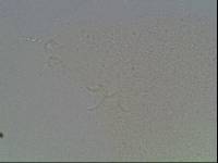 Hypsibius arcticus image