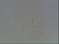 Hypsibius arcticus image
