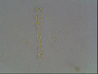 Hypsibius arcticus image