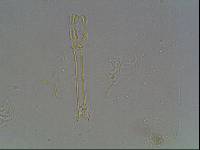 Hypsibius arcticus image