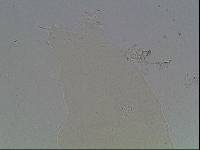 Hypsibius arcticus image