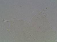 Hypsibius arcticus image