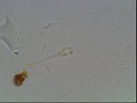 Hypsibius arcticus image