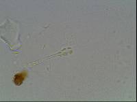 Hypsibius arcticus image
