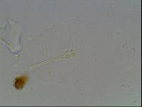 Hypsibius arcticus image