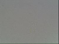Hypsibius arcticus image
