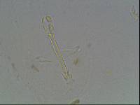 Hypsibius arcticus image