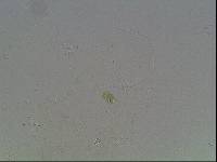 Hypsibius arcticus image