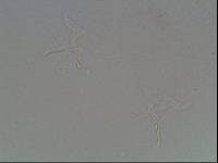 Hypsibius arcticus image