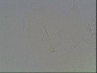 Hypsibius arcticus image