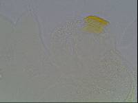 Hypsibius arcticus image