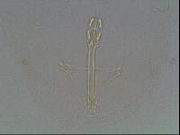 Hypsibius arcticus image