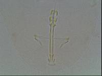 Hypsibius arcticus image