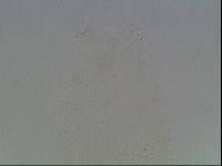 Hypsibius arcticus image