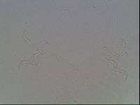Hypsibius arcticus image