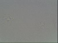 Hypsibius arcticus image