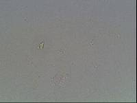 Hypsibius arcticus image