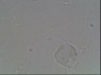 Hypsibius arcticus image