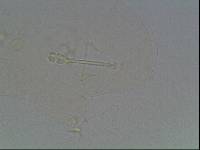 Hypsibius arcticus image